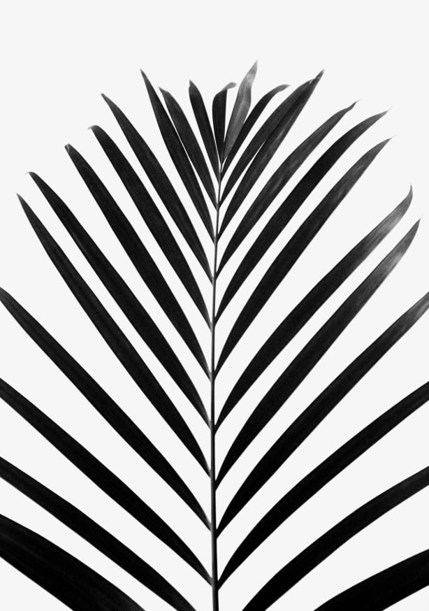 Quadro Minimal Palm Leaf Black & White Ed - Obrah | Quadros e Posters para Transformar a Parede