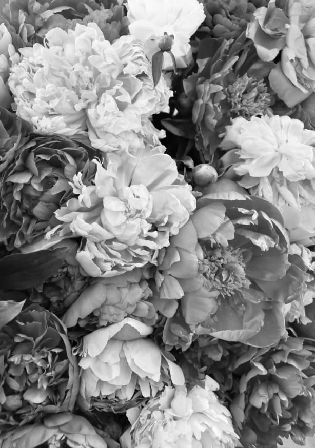 Quadro Pink Pink Peonies