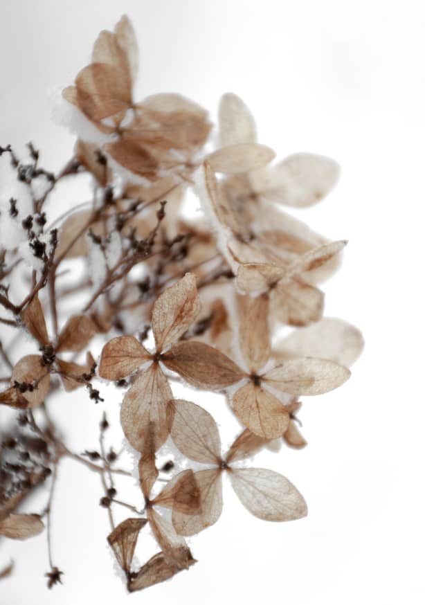 Quadro Snowy Hydrangea Flowers 1 of 2 Hortensie - Obrah | Quadros e Posters para Transformar a Parede