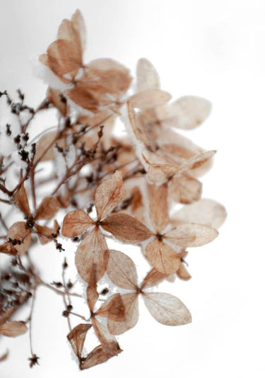Quadro Snowy Hydrangea Flowers 1 of 2 Hortensie - Obrah | Quadros e Posters para Transformar a Parede