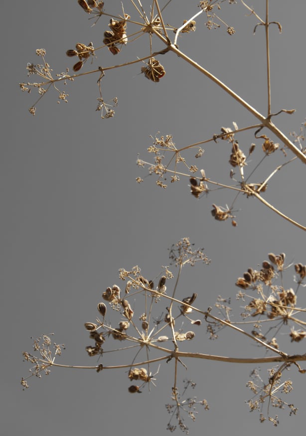 Quadro Sunshine Kissed Branches Greige Dried Flowers - Obrah | Quadros e Posters para Transformar a Parede