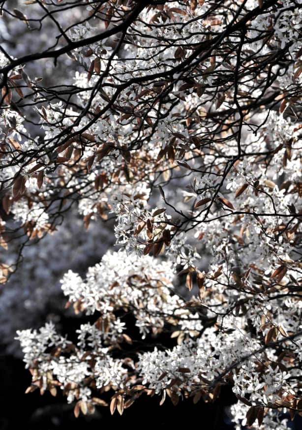 Quadro White Japan Spring Blossoms - Obrah | Quadros e Posters para Transformar a Parede