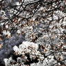 Quadro White Japan Spring Blossoms - Obrah | Quadros e Posters para Transformar a Parede