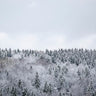 Quadro White Winter Forest - Obrah | Quadros e Posters para Transformar a Parede