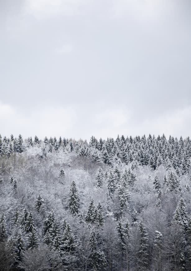 Quadro White Winter Forest