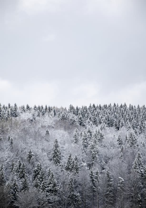 Quadro White Winter Forest - Obrah | Quadros e Posters para Transformar a Parede