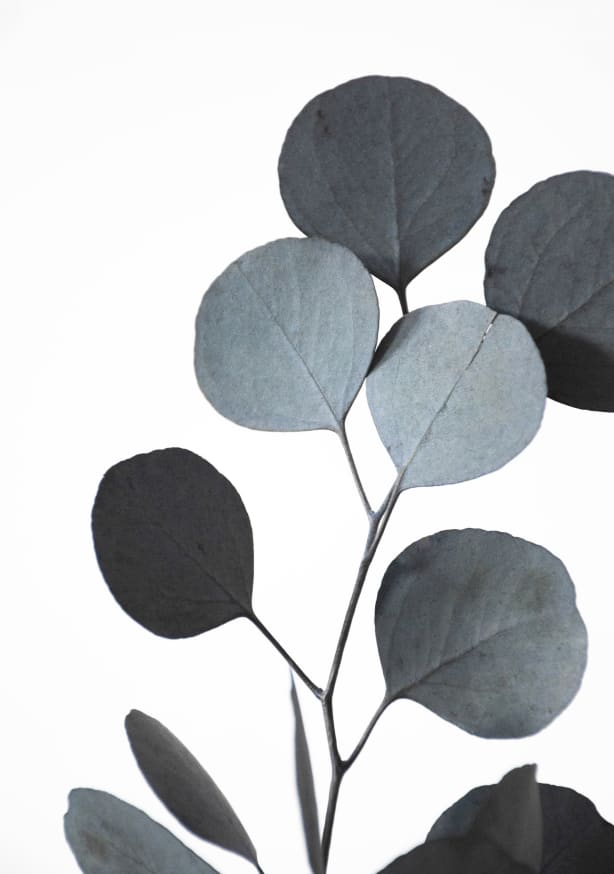 Quadro Blue Green Hues Dried Eucalyptus Branches 2 of 3