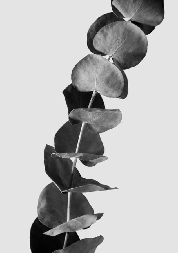 Quadro Dried Eucalyptus Branches 1 of 3 Black & White Edition