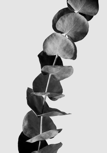 Quadro Dried Eucalyptus Branches 1 of 3 Black & White Edition