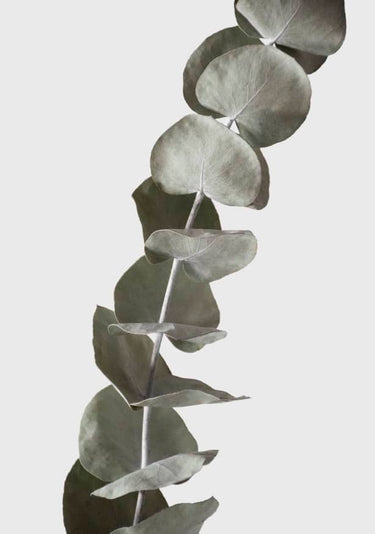 Quadro Dried Eucalyptus Branches 1 of 3