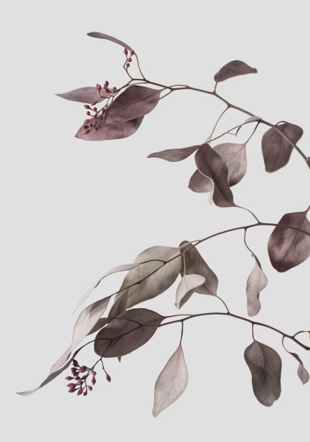 Quadro Vintage Dried Eucalyptus Branches 1 of 3