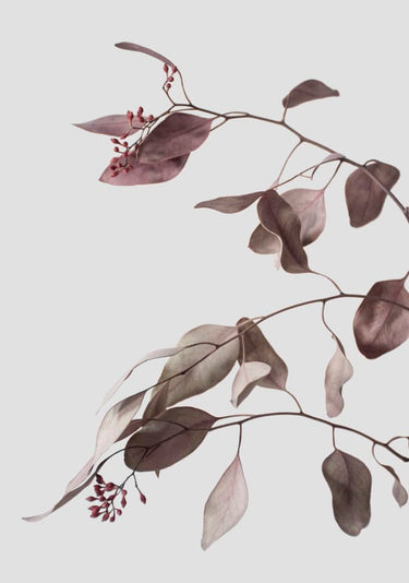 Quadro Vintage Dried Eucalyptus Branches 1 of 3