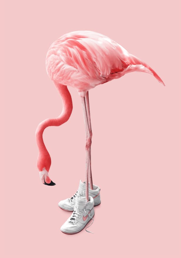 Quadro Sneaker Flamingo