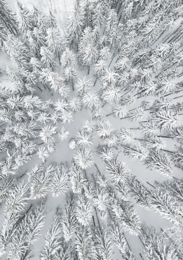 Quadro Snowy Forests - Obrah | Quadros e Posters para Transformar a Parede