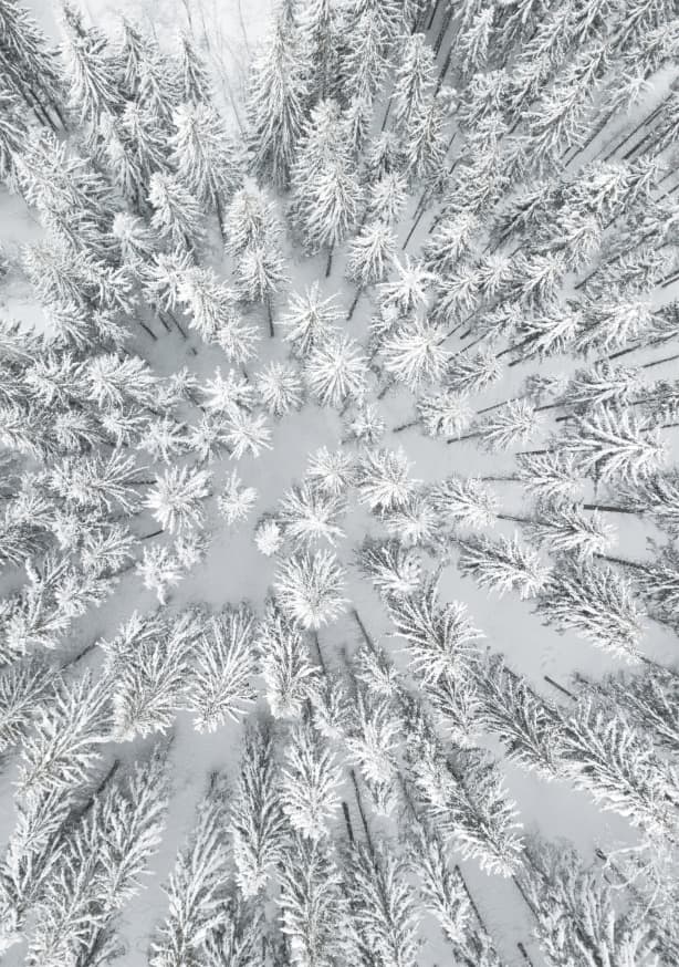 Quadro Snowy Forests - Obrah | Quadros e Posters para Transformar a Parede