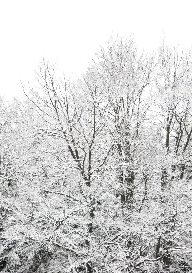 Quadro Snowy Winter View - Obrah | Quadros e Posters para Transformar a Parede