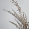 Quadro Soft Natural Pampas Grass - Obrah | Quadros e Posters para Transformar a Parede