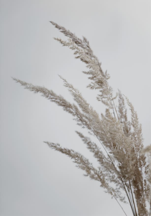 Quadro Soft Natural Pampas Grass - Obrah | Quadros e Posters para Transformar a Parede