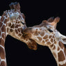 Quadro The Kiss By Manfred Foeger - Obrah | Quadros e Posters para Transformar a Parede