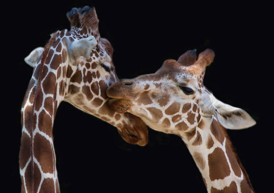 Quadro The Kiss By Manfred Foeger