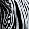 Quadro The Look of Nature by Marco Tagliarino - Obrah | Quadros e Posters para Transformar a Parede