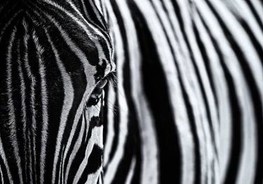 Quadro The Look of Nature by Marco Tagliarino - Obrah | Quadros e Posters para Transformar a Parede