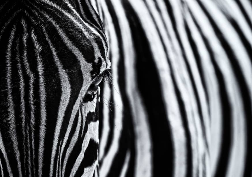 Quadro The Look of Nature by Marco Tagliarino - Obrah | Quadros e Posters para Transformar a Parede