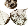 Quadro Fallen Leaves #0 - Obrah | Quadros e Posters para Transformar a Parede