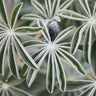 Quadro Blue Lupine #7 - Obrah | Quadros e Posters para Transformar a Parede