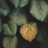 Quadro Winter leaves II - Obrah | Quadros e Posters para Transformar a Parede
