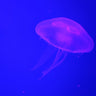 Quadro At the aquarium #3 - Obrah | Quadros e Posters para Transformar a Parede