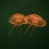 Quadro At the aquarium #5 - Obrah | Quadros e Posters para Transformar a Parede