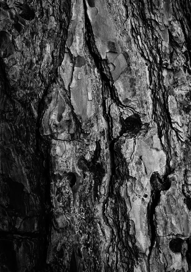 Quadro Tree Bark