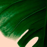 Quadro Tropical Greenery II - Obrah | Quadros e Posters para Transformar a Parede
