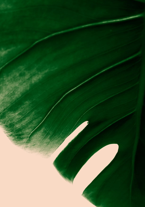 Quadro Tropical Greenery II - Obrah | Quadros e Posters para Transformar a Parede