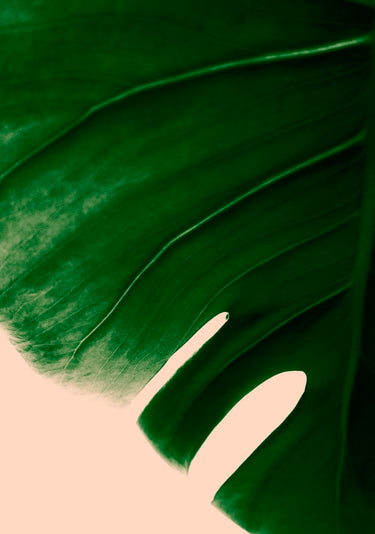 Quadro Tropical Greenery II - Obrah | Quadros e Posters para Transformar a Parede