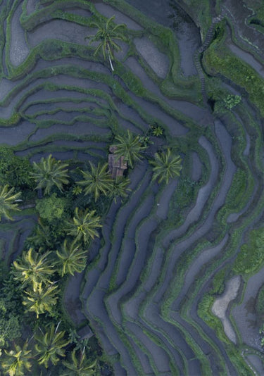 Quadro Tropical Risefields From Above - Obrah | Quadros e Posters para Transformar a Parede