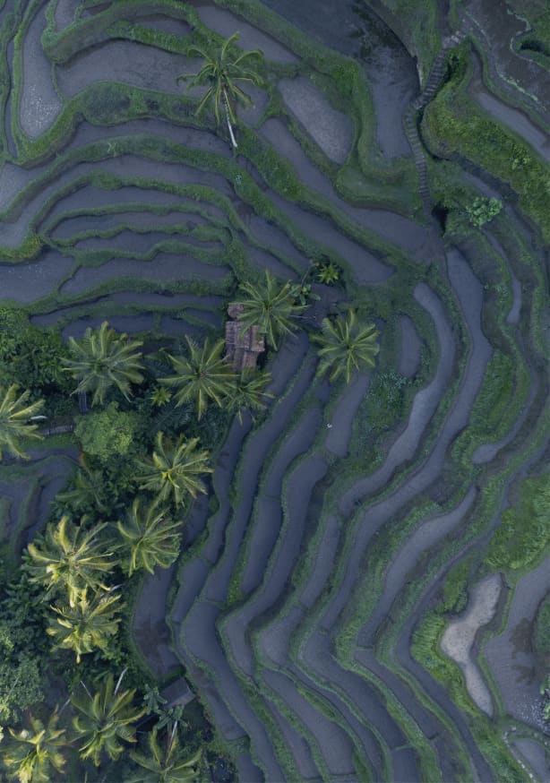 Quadro Tropical Risefields From Above - Obrah | Quadros e Posters para Transformar a Parede