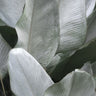 Quadro Tropical Silver Leafs - Obrah | Quadros e Posters para Transformar a Parede
