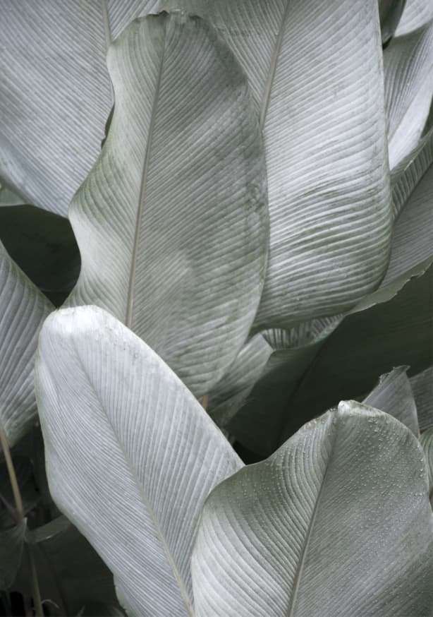 Quadro Tropical Silver Leafs - Obrah | Quadros e Posters para Transformar a Parede