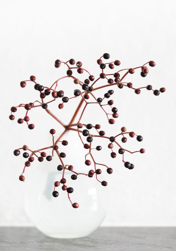 Quadro Vase Berries By 1x Studio III - Obrah | Quadros e Posters para Transformar a Parede