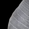 Quadro Veins of Life 1 Black White - Obrah | Quadros e Posters para Transformar a Parede