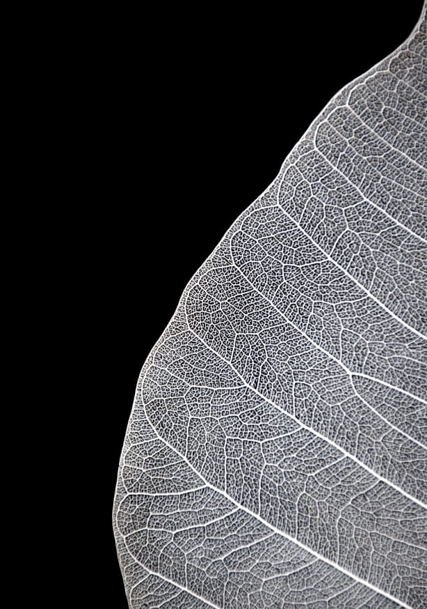 Quadro Veins of Life 1 Black White - Obrah | Quadros e Posters para Transformar a Parede