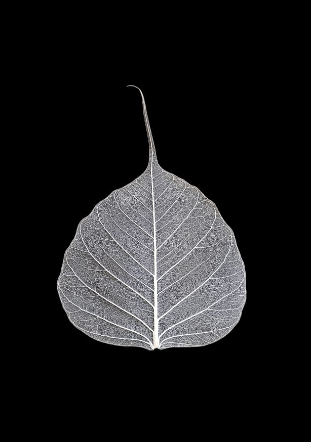 Quadro Veins of Life 2 White Leaf - Obrah | Quadros e Posters para Transformar a Parede
