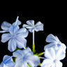 Quadro Street Flowers 1 - Obrah | Quadros e Posters para Transformar a Parede