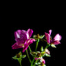Quadro Street Flowers 2 - Obrah | Quadros e Posters para Transformar a Parede