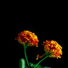 Quadro Street Flowers 3 - Obrah | Quadros e Posters para Transformar a Parede