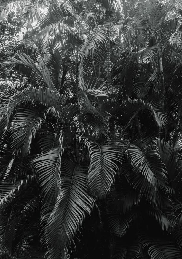Quadro Wall of Palm Trees - Obrah | Quadros e Posters para Transformar a Parede