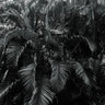 Quadro Wall of Palm Trees - Obrah | Quadros e Posters para Transformar a Parede