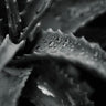 Quadro Droplets At Leaves - Obrah | Quadros e Posters para Transformar a Parede
